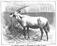 An illustration from Scientific American, Vol. 71, No. 20 (1894) (1894)