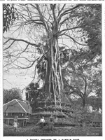 An illustration from Scientific American, Vol. 72, No. 6 (1895) (1895)
