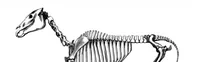 An illustration from Scientific American, Vol. 72, No. 15 (1895) (1895)