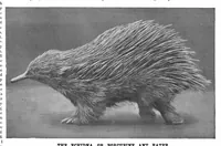 Picture 10 of 16 from Scientific American, Vol. 72, No. 17 (1895) (1895), leaf 8