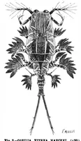Picture 10 of 15 from Scientific American, Vol. 72, No. 22 (1895) (1895), leaf 10