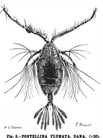 Picture 11 of 15 from Scientific American, Vol. 72, No. 22 (1895) (1895), leaf 10
