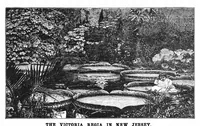 Picture 12 of 17 from Scientific American, Vol. 72, No. 23 (1895) (1895), leaf 8