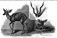 An illustration from Scientific American, Vol. 72, No. 24 (1895) (1895)