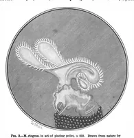 Picture 11 of 14 from Scientific American, Vol. 73, No. 6 (1895) (1895), leaf 10