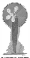 Picture 12 of 14 from Scientific American, Vol. 73, No. 6 (1895) (1895), leaf 10