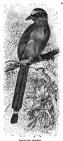 Picture 6 of 11 from Scientific American, Vol. 73, No. 15 (1895) (1895), leaf 10