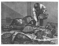 An illustration from Scientific American, Vol. 73, No. 16 (1895) (1895)