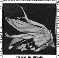 Picture 10 of 16 from Scientific American, Vol. 74, No. 16 (1896) (1896), leaf 9