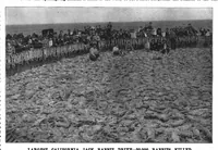 Picture 14 of 19 from Scientific American, Vol. 74, No. 19 (1896) (1896), leaf 10