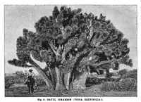 Picture 11 of 18 from Scientific American, Vol. 75, No. 1 (1896) (1896), leaf 10