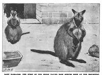 Picture 12 of 20 from Scientific American, Vol. 75, No. 6 (1896) (1896), leaf 10