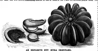 An illustration from Scientific American, Vol. 75, No. 19 (1896) (1896)