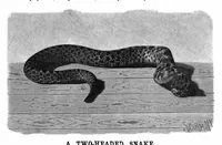 An illustration from Scientific American, Vol. 75, No. 23 (1896) (1896)