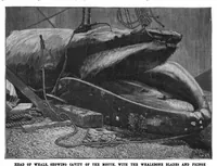 An illustration from Scientific American, Vol. 76, No. 5 (1897) (1897)