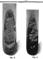 An illustration from Scientific American, Vol. 76, No. 10 (1897) (1897)