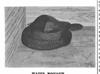 Picture 9 of 15 from Scientific American, Vol. 76, No. 13 (1897) (1897), leaf 8
