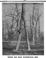 An illustration from Scientific American, Vol. 76, No. 25 (1897) (1897)