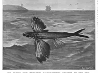 Picture 11 of 20 from Scientific American, Vol. 77, No. 4 (1897) (1897), leaf 10