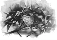 Picture 10 of 16 from Scientific American, Vol. 77, No. 14 (1897) (1897), leaf 8