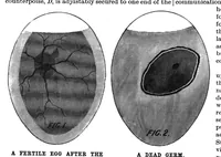 An illustration from Scientific American, Vol. 79, No. 19 (November 5, 1898) (1898)
