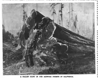 Picture 7 of 16 from Scientific American, Vol. 78, No. 2 (1898) (1898), leaf 7