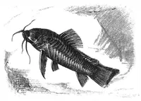 An illustration from Scientific American, Vol. 78, No. 2 (1898) (1898)