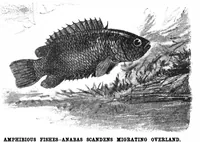 Picture 13 of 16 from Scientific American, Vol. 78, No. 2 (1898) (1898), leaf 9
