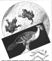 Picture 4 of 13 from Scientific American, Vol. 78, No. 8 (1898) (1898), leaf 4