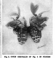 Picture 8 of 16 from Scientific American, Vol. 78, No. 9 (1898) (1898), leaf 6