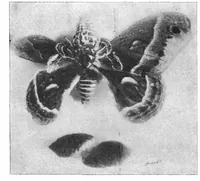 An illustration from Scientific American, Vol. 78, No. 9 (1898) (1898)