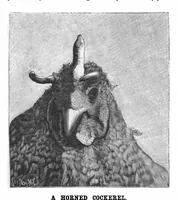 Picture 9 of 10 from Scientific American, Vol. 78, No. 10 (1898) (1898), leaf 10