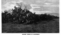 Picture 4 of 11 from Scientific American, Vol. 78, No. 19 (1898) (1898), leaf 4