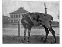 Picture 13 of 14 from Scientific American, Vol. 79, No. 25 (1898) (1898), leaf 10