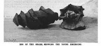 Picture 11 of 14 from Scientific American, Vol. 79, No. 27 (1898) (1898), leaf 8