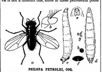 Picture 14 of 21 from Scientific American, Vol. 80, No. 5 (1899) (1899), leaf 11