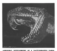 Picture 12 of 21 from Scientific American, Vol. 80, No. 12 (1899) (1899), leaf 8