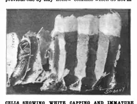 Picture 18 of 23 from Scientific American, Vol. 80, No. 14 (1899) (1899), leaf 10