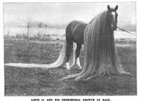 Picture 11 of 16 from Scientific American, Vol. 80, No. 20 (1899) (1899), leaf 10