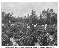 Picture 6 of 16 from Scientific American, Vol. 81, No. 8 (1899) (1899), leaf 7
