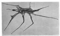 An illustration from Scientific American, Vol. 81, No. 12 (1899) (1899)