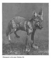 An illustration from Scientific American, Vol. 81, No. 22 (1899) (1899)