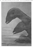 An illustration from Scientific American, Vol. 81, No. 23 (1899) (1899)