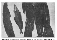 Picture 13 of 19 from Scientific American, Vol. 81, No. 27 (1899) (1899), leaf 8