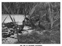 Picture 6 of 19 from Scientific American, Vol. 82, No. 5 (1900) (1900), leaf 7