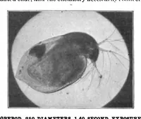 Picture 12 of 14 from Scientific American, Vol. 82, No. 12 (1900) (1900), leaf 10