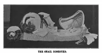 Picture 11 of 17 from Scientific American, Vol. 82, No. 19 (1900) (1900), leaf 8