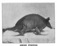 Picture 12 of 22 from Scientific American, Vol. 83, No. 25 (1900) (1900), leaf 9