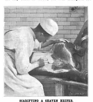 Picture 11 of 19 from Scientific American, Vol. 84, No. 3 (January 19, 1901) (1901), leaf 8