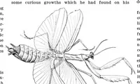 An illustration from Scientific American, Vol. 84, No. 7 (February 16, 1901) (1901)